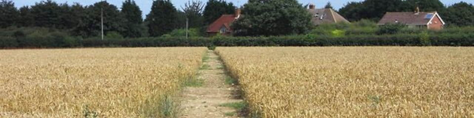 Farmland with footpath near Cadmore End The path is passing through the final field of wheat before reaching the road near Chequers Manor.