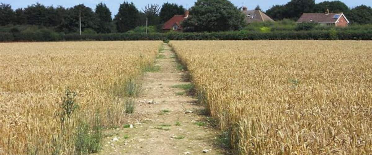 A rural landscape with a dirt path leading through a field of mature wheat, surrounded by houses and trees under a partly cloudy sky.