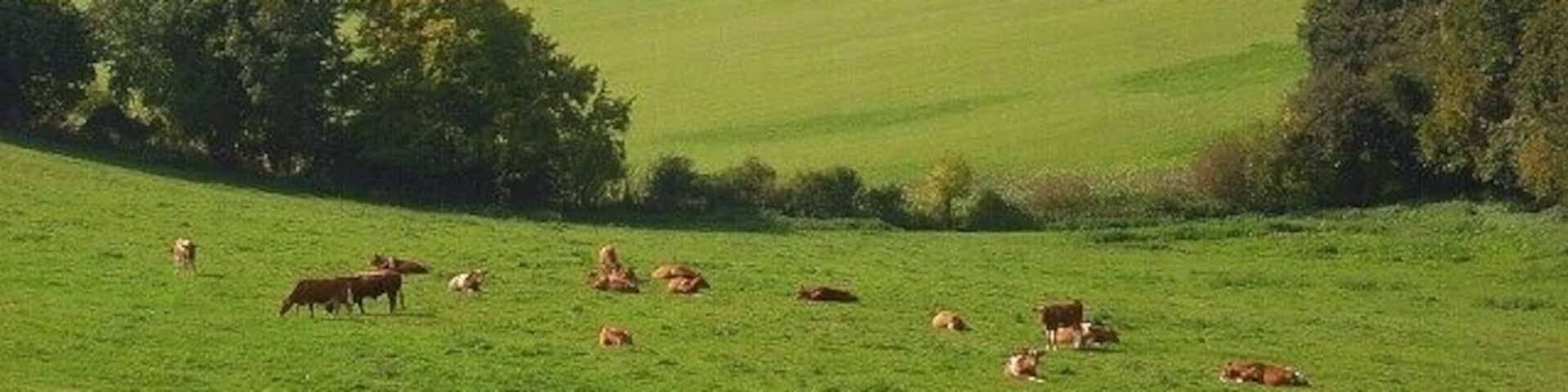 Pastures, Fingest The cattle are more or less in the southwest corner of the grid-square. The view is towards Fingest, most of which is hidden.