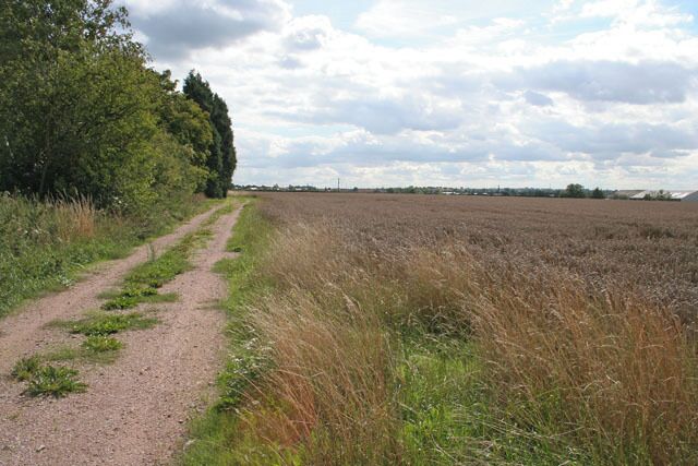 A dirt path leading through a field with tall grass and trees on one side.