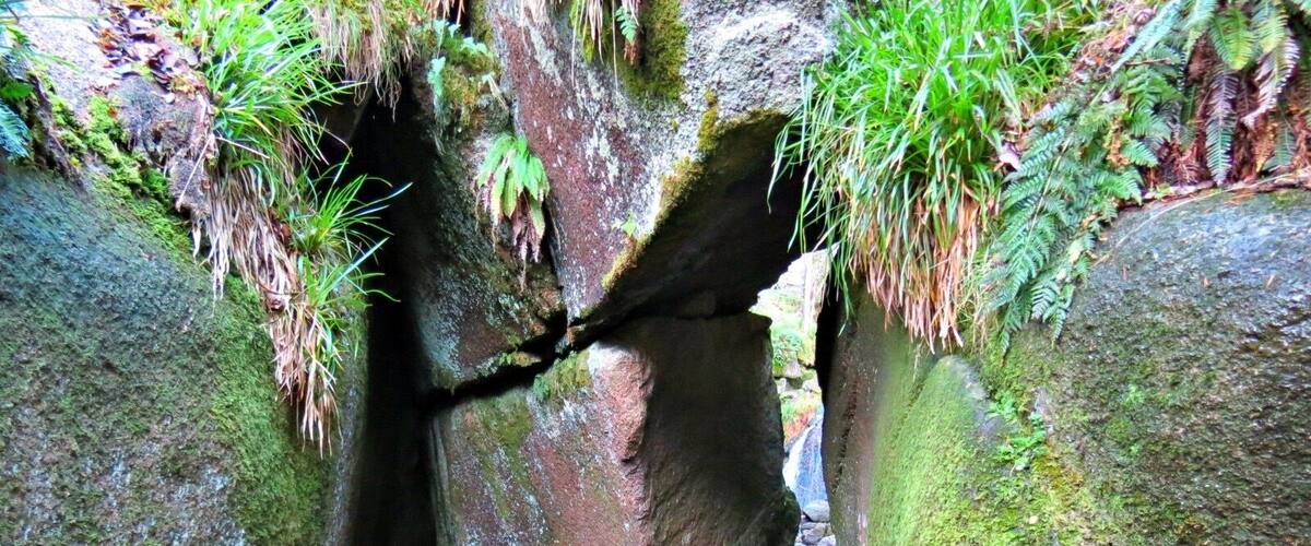 A narrow stream between large rocks with moss and ferns growing on them.