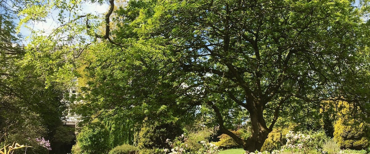 The University of Aberdeen Cruikshank Botanic Gardens looking lovely (as always) in the spring sunshine #beautifulaberdeen #aberdeen #garden #botanicalgardens