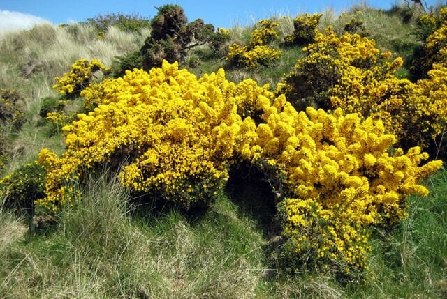 Matorrales con flores amarillas en una ladera.