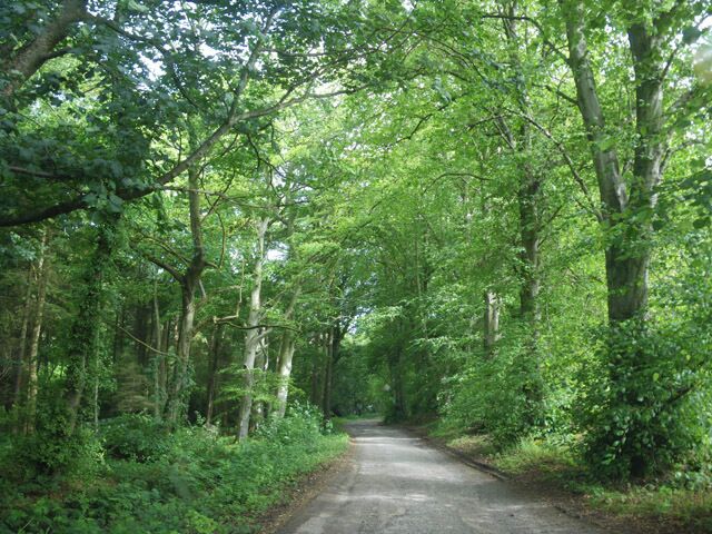 Deciduous native woodland along access to Blairs College
