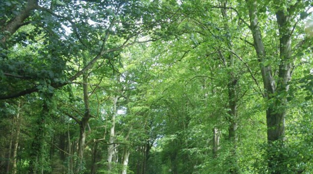 Deciduous native woodland along access to Blairs College