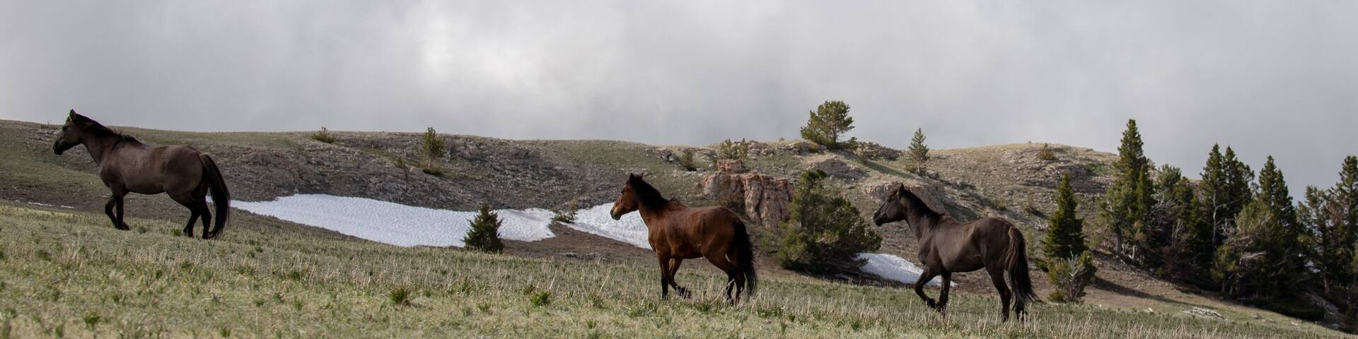 Wild horses running on central Rocky Mountain ridge in the american west of the United States