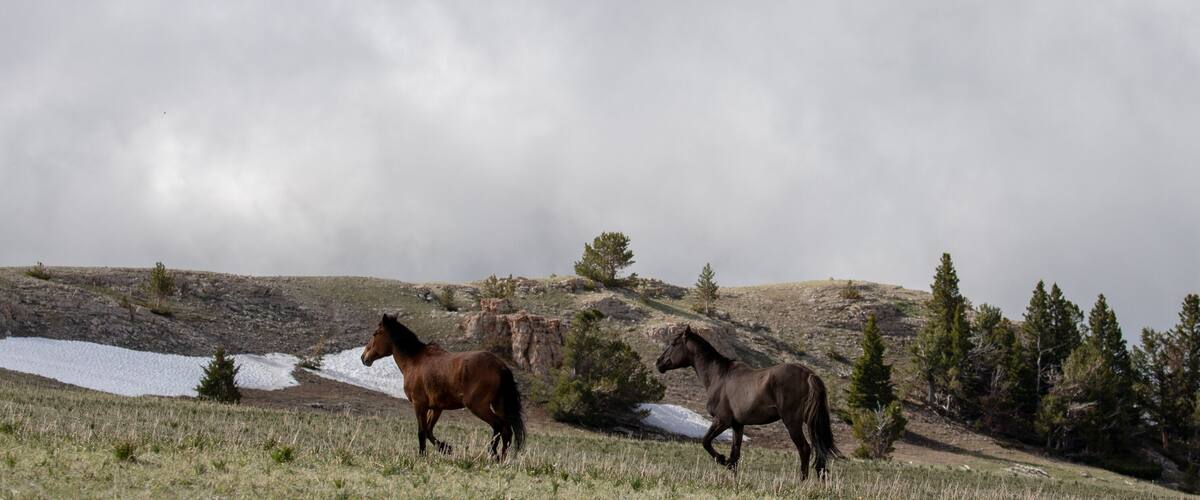 Three horses on a grassy hillside with snow patches and sparse trees.