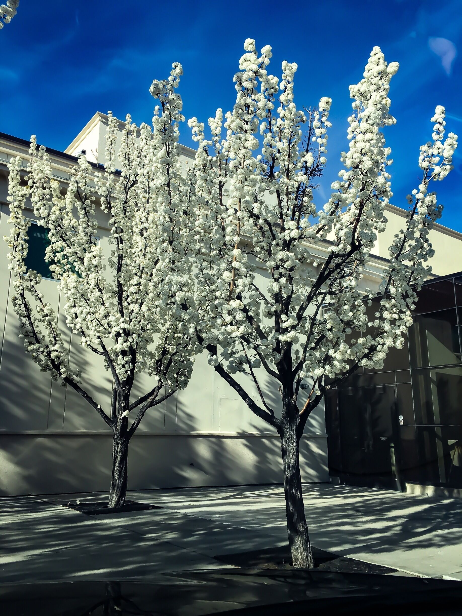 Spring has sprung at the Nevada State Museum 
#springfun