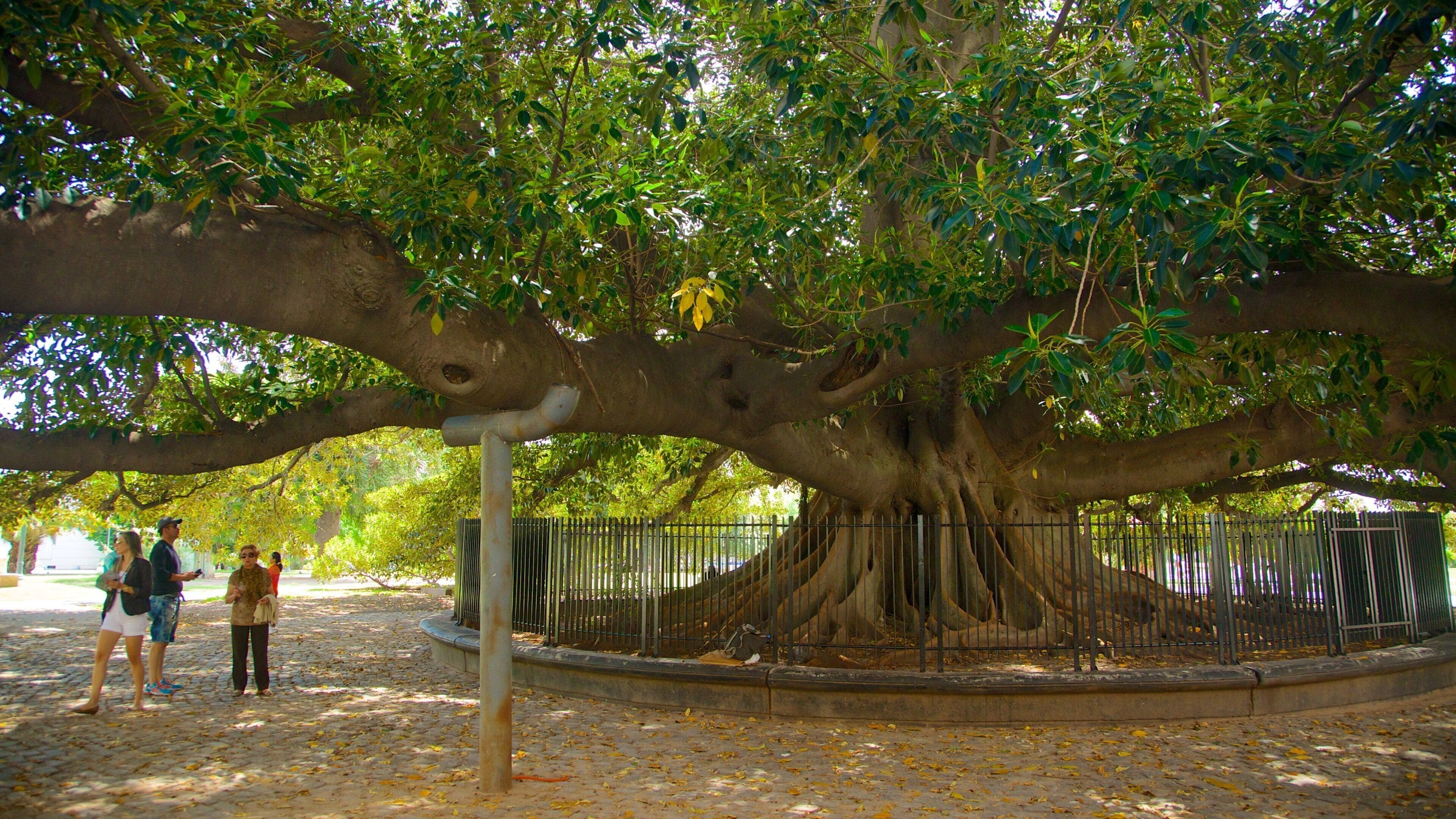 Recoleta showing a garden