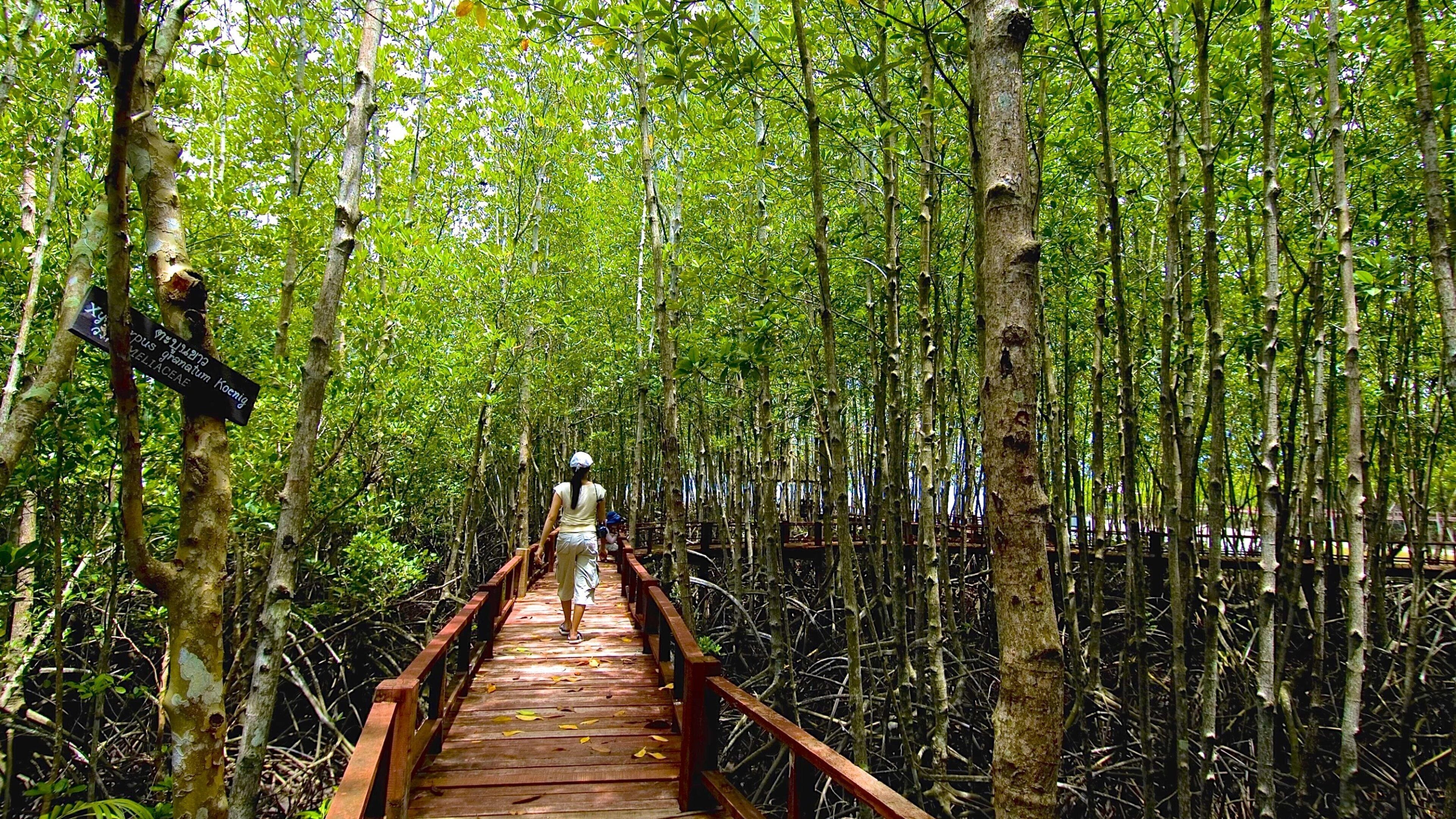 Chumphon som visar skogslandskap, en bro och vandring