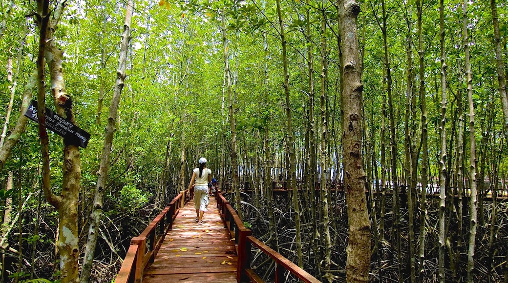 Chumphon som visar skogslandskap, en bro och vandring