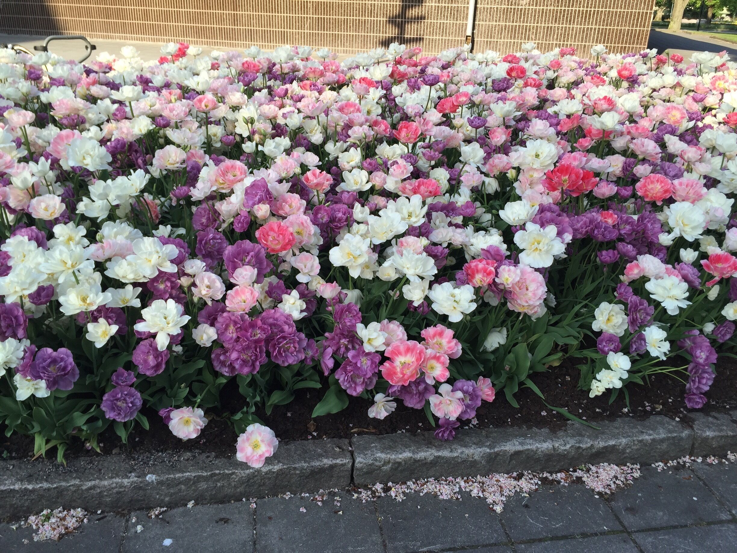 A flower bed with pink, white, and purple flowers.