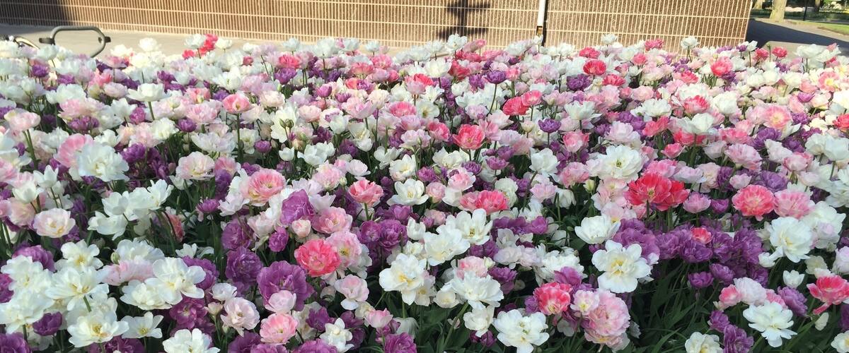 A flower bed with pink, white, and purple flowers.