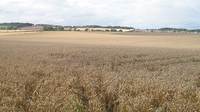 Wheat fields, Addiston View across ripe wheat towards Ratho.