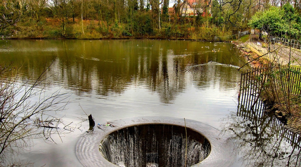 As I took this shot the song by the Eagles came to mind. Taken in Willow Park. Newton le Willows. Merseyside UK.
