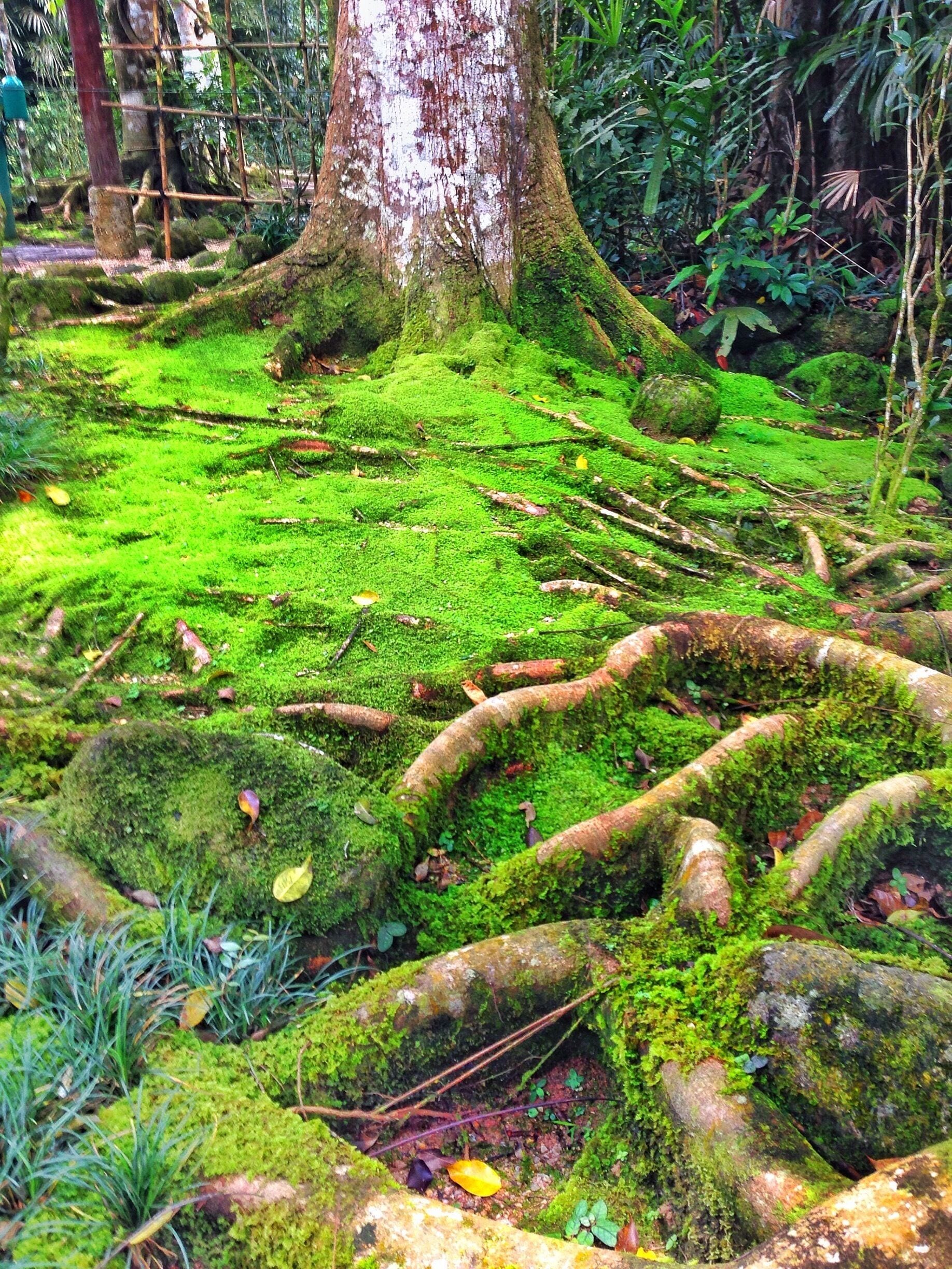 Moss covered tree roots. At the entrance of the Japanese village in a tropical rainforest 3500 feet above sea level. #green