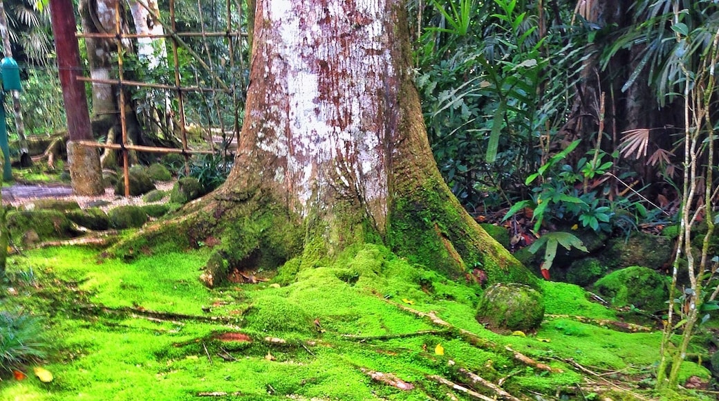 Moss covered tree roots. At the entrance of the Japanese village in a tropical rainforest 3500 feet above sea level. #green