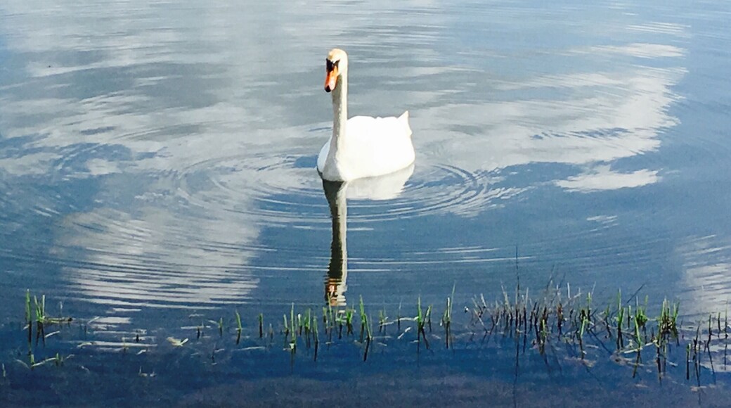 Swan gliding through the water at Shustoke. Great place for an afternoon walk.