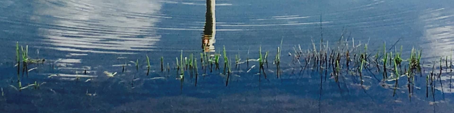 Swan gliding through the water at Shustoke. Great place for an afternoon walk.