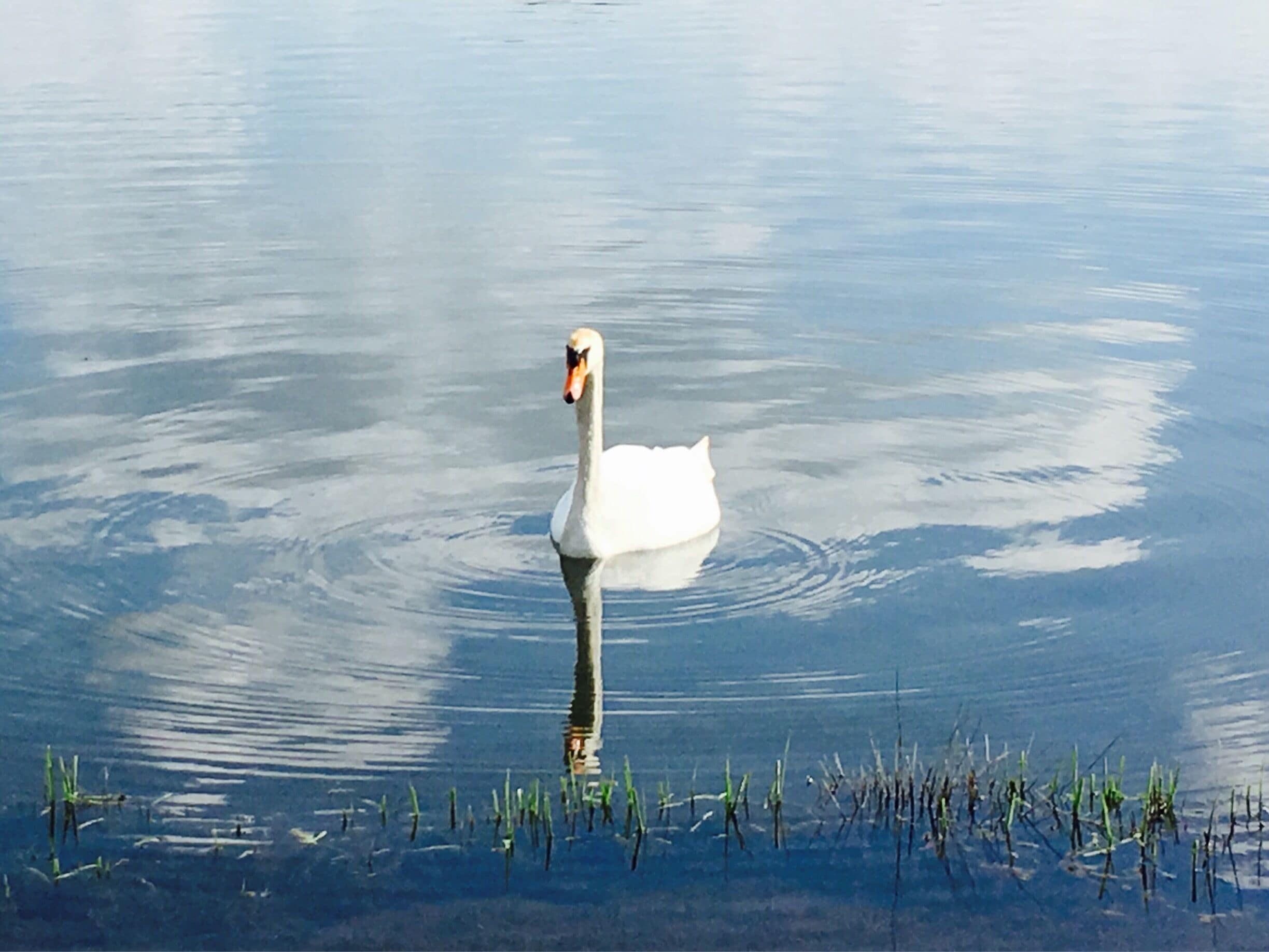 A white swan swimming in calm water with reflections of the sky.