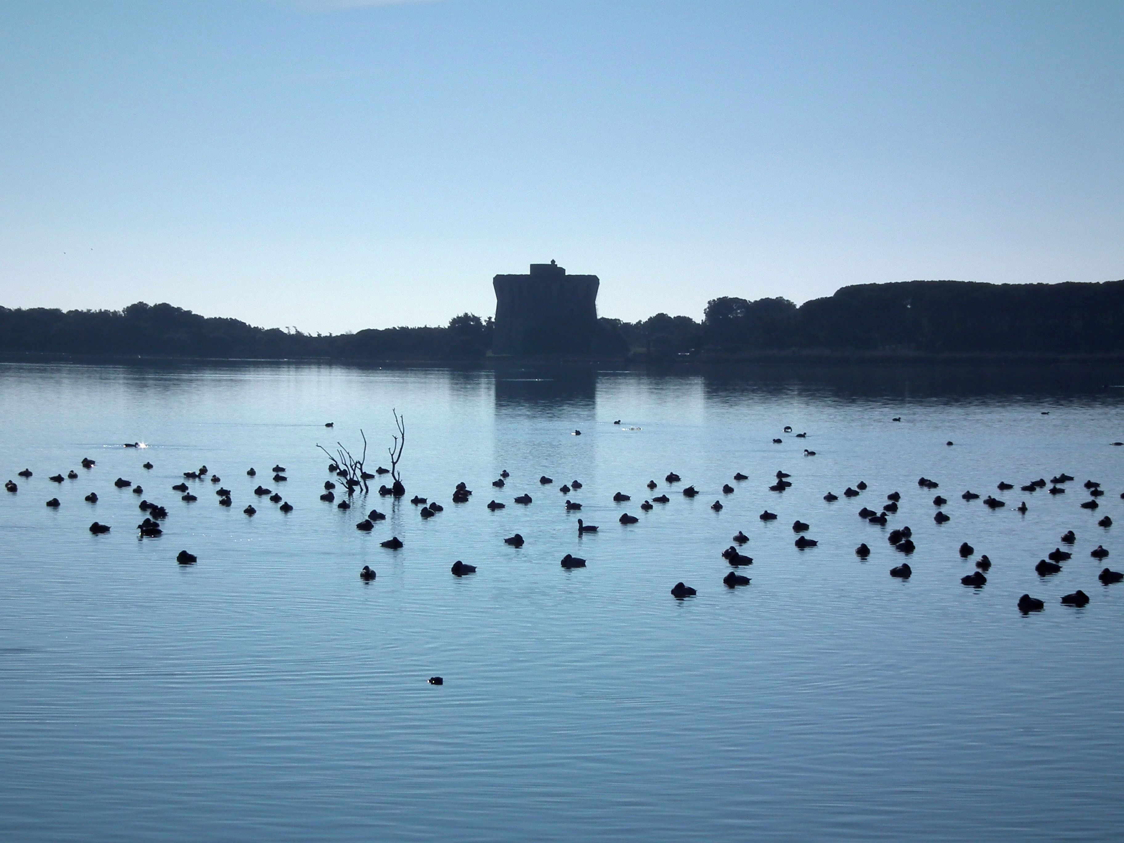 A calm lake with ducks swimming and a distant building silhouetted against the sky.