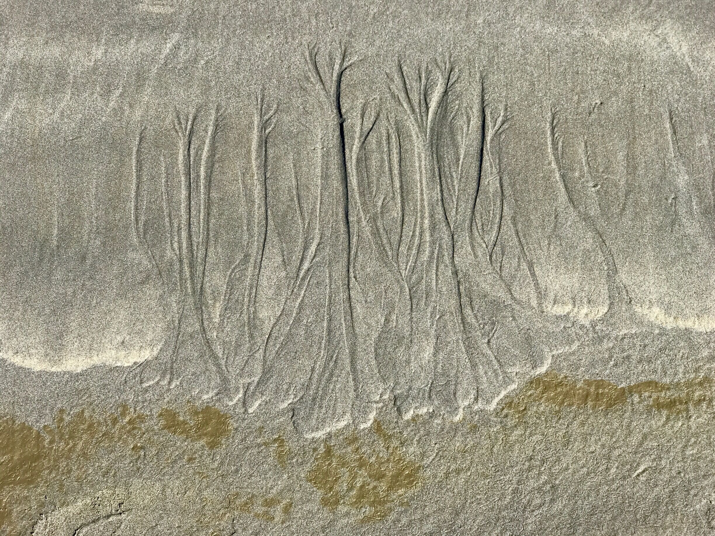 I call this one " Sandy Forest " On a gray day, drove to the Washington Coast to find the sun. This was taken on the beach with my IPhone. 
#patterns