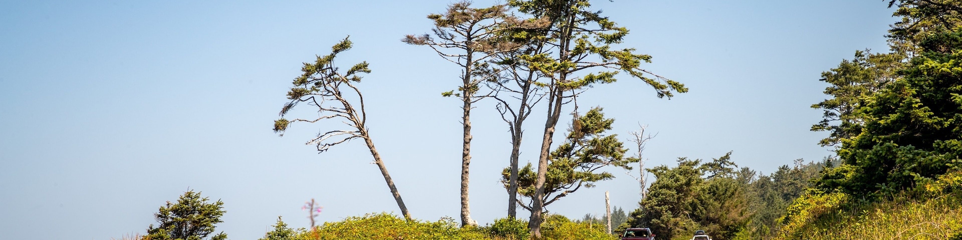 Kalaloch showing tranquil scenes and wildflowers