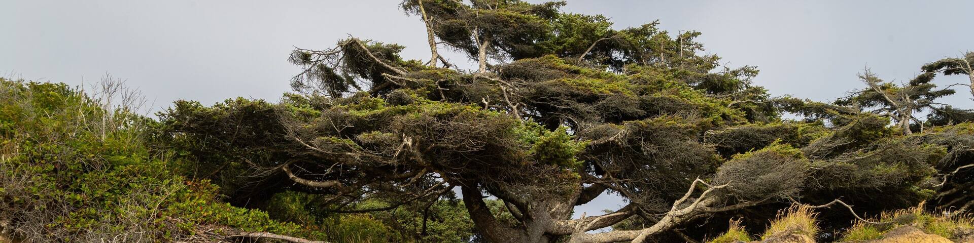A large tree with extensive roots extending into a rocky terrain.