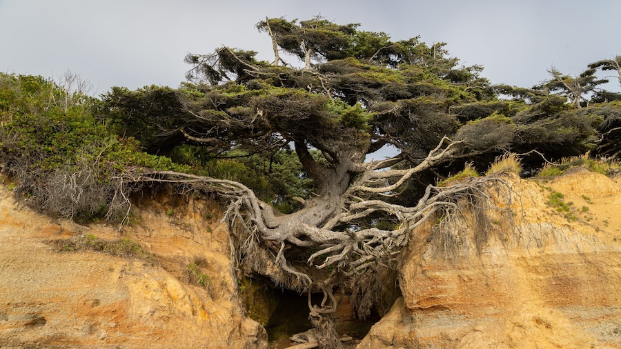 Un grand arbre aux racines tentaculaires qui s’étendent dans un terrain rocheux.