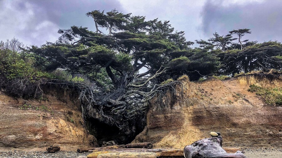 Easily found out on the beach at Kalaloch Campground. The Tree of Life will show you it’s strength and willpower to keep holding on