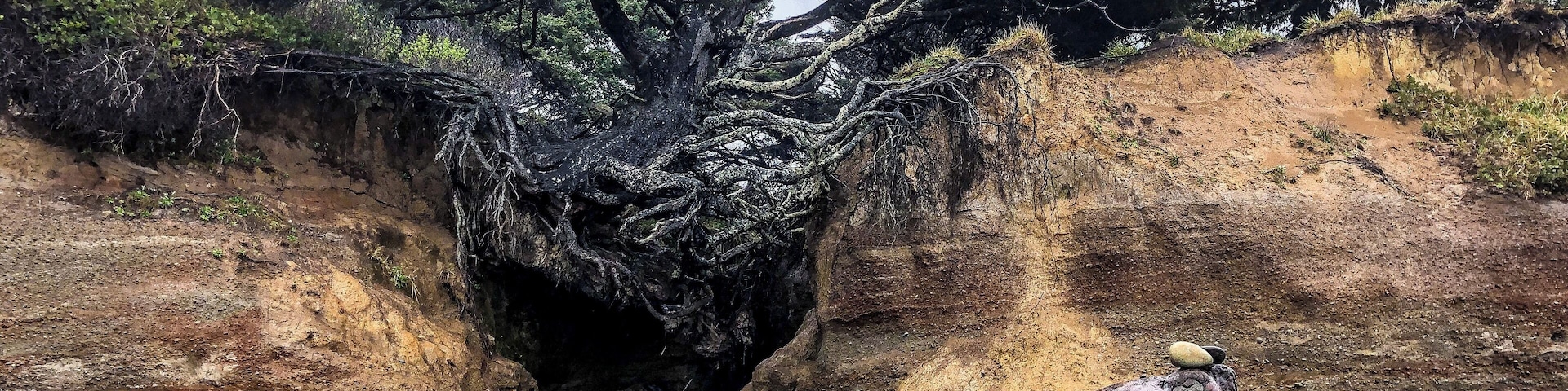 Easily found out on the beach at Kalaloch Campground. The Tree of Life will show you it’s strength and willpower to keep holding on