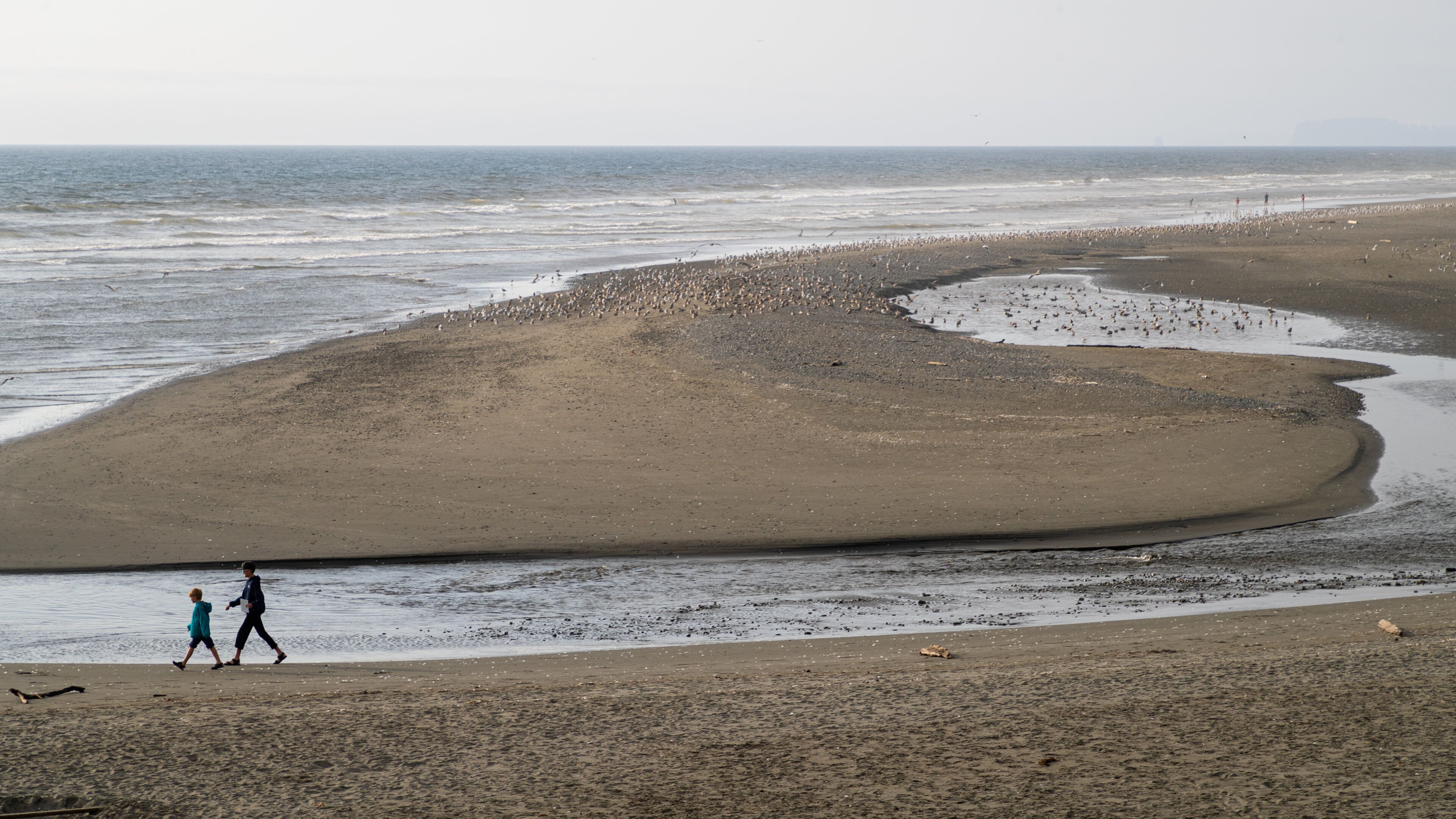Kalaloch featuring a sandy beach and general coastal views
