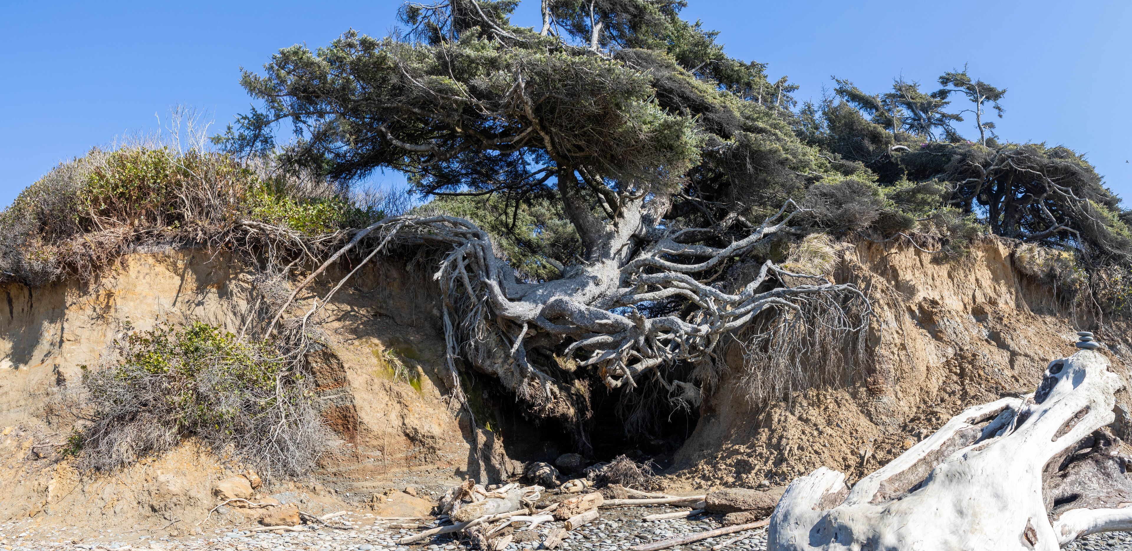 Un gran árbol con un extenso sistema de raíces que emerge de un acantilado.
