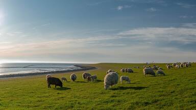 A coastal landscape with a grassy hill and a flock of sheep grazing near the shore.