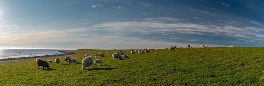 Panoramic view of sheep and lambs on a dike in the sun at the North Sea, Westerdeichstrich, Büsum, Schleswig-Holstein, Germany, flock of sheep with lamb in field or dike, wool on the hoof