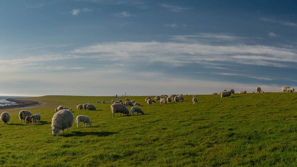 A coastal landscape with a grassy hill and a flock of sheep grazing near the shore.