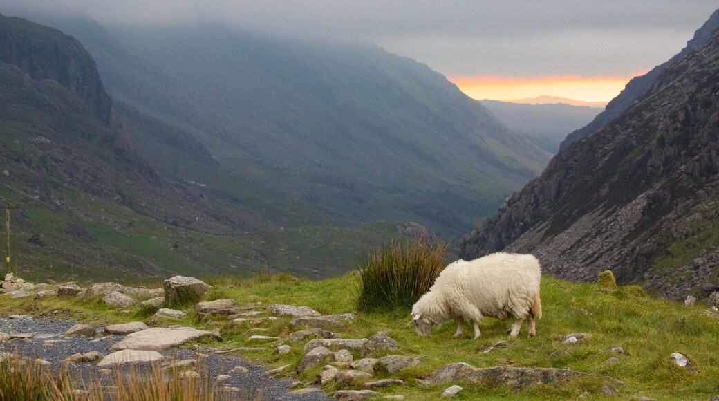 Snowdonia nasjonalpark fasiliteter samt fjell, tåke og landdyr