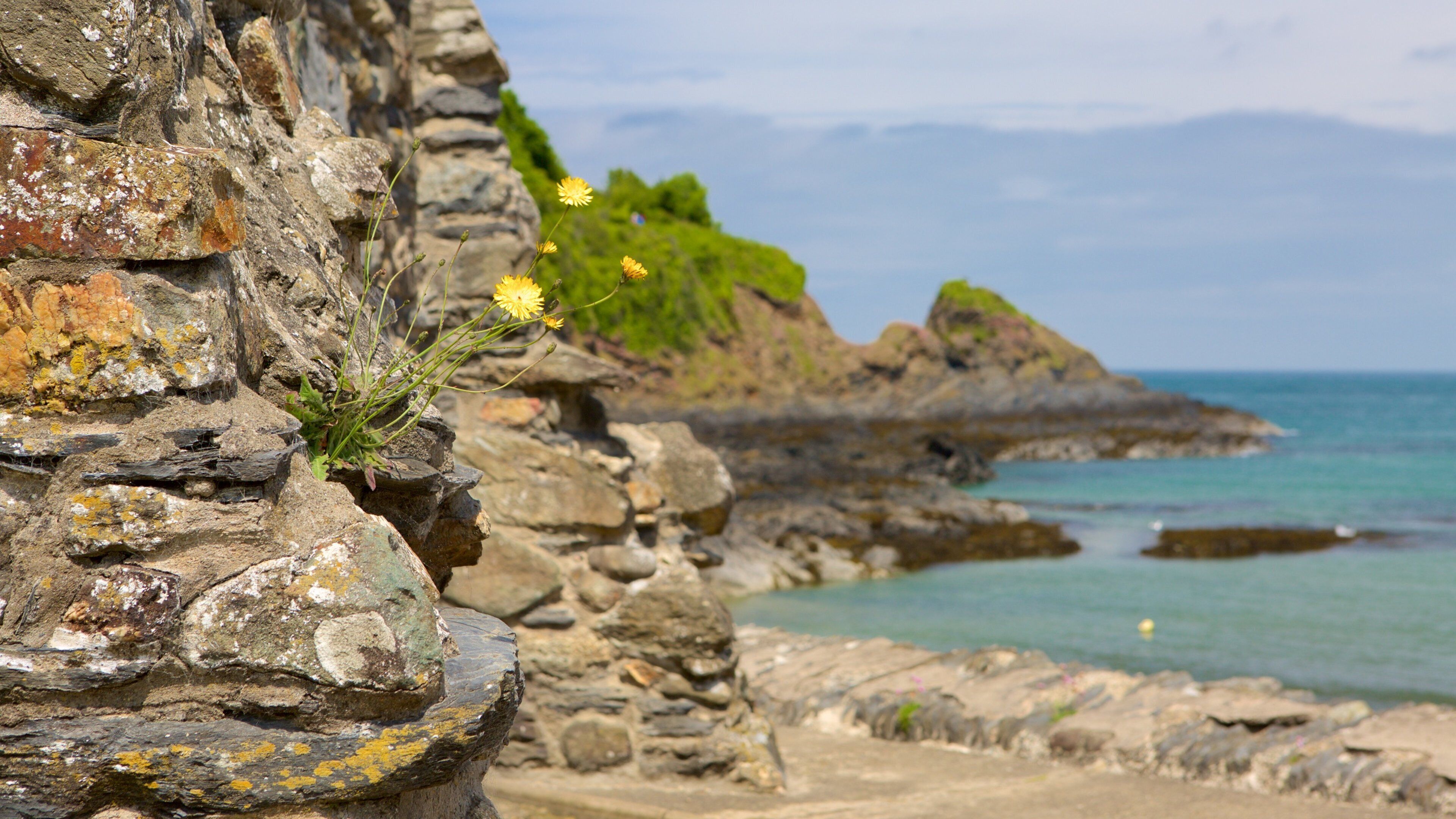 A rocky coastline with a cliff featuring yellow flowers and green vegetation.