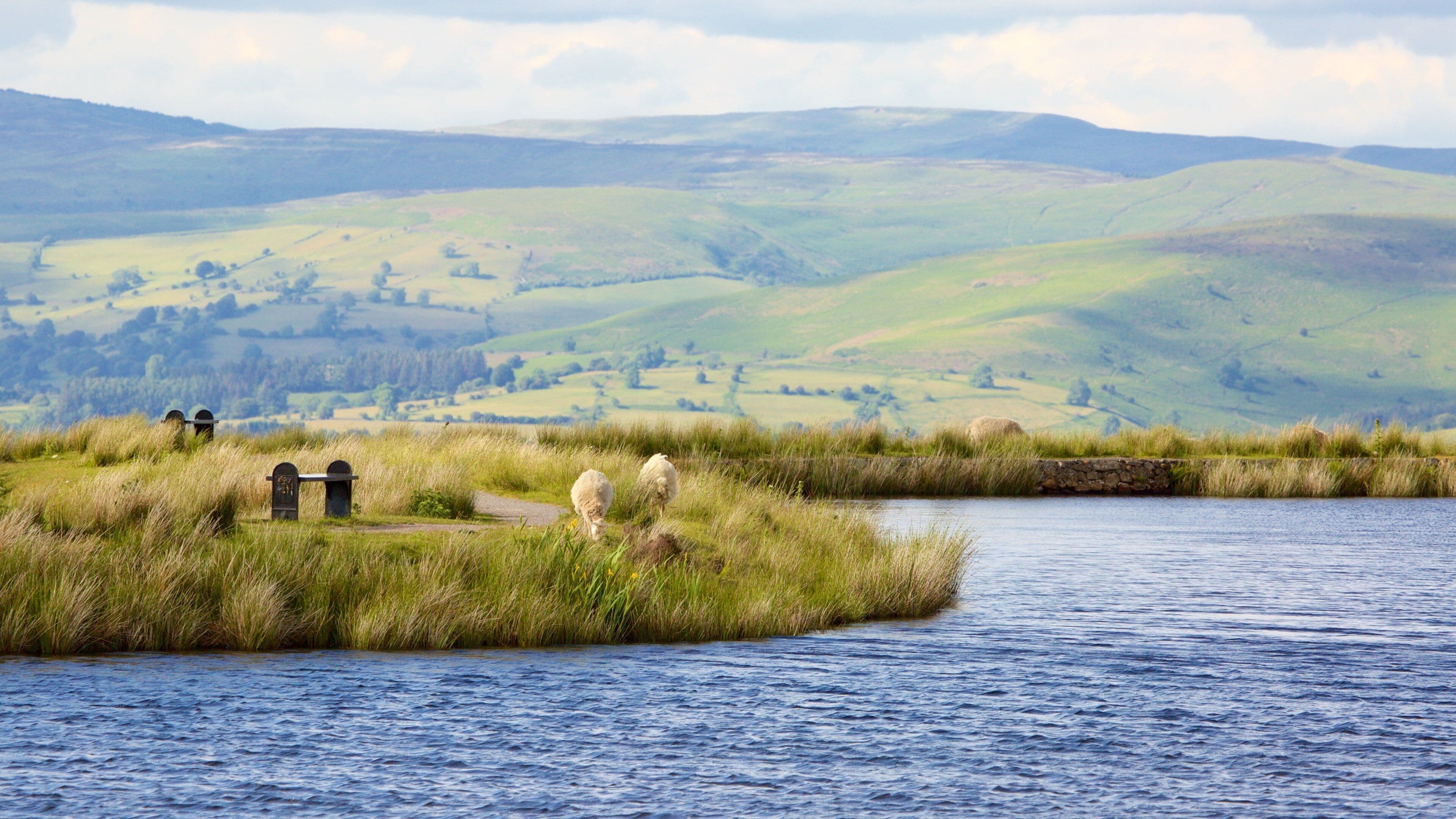 A river with grassy banks and sheep grazing. In the background, there are rolling hills and a cloudy sky.