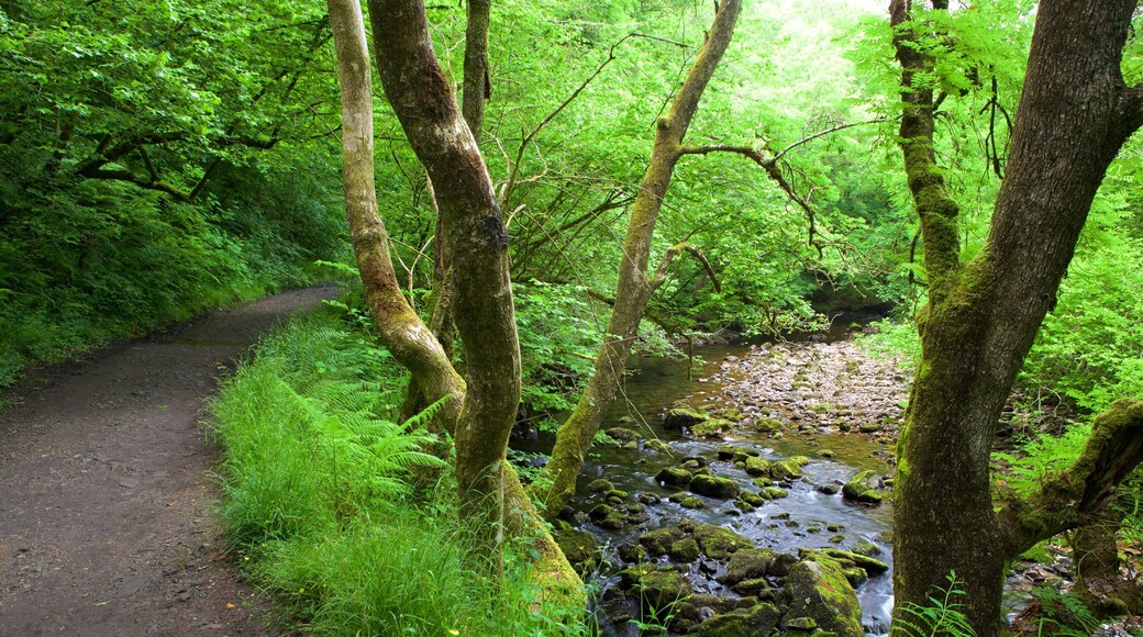 Parco Nazionale di Brecon Beacons caratteristiche di escursioni o camminate, foresta pluviale e fiume o ruscello