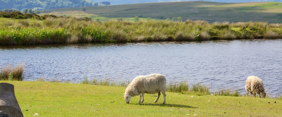 A river with grassy banks and sheep grazing.