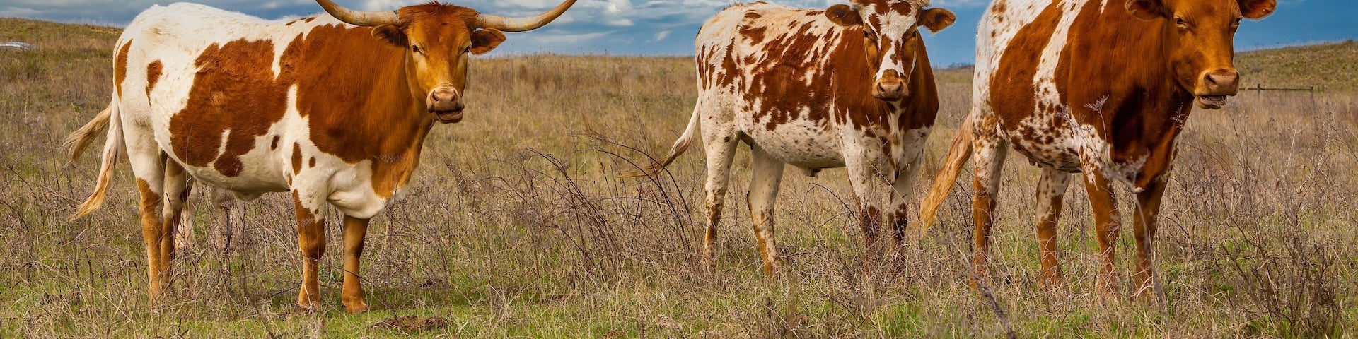 Texas longhorn cattle in range land on the Oklahoma panhandle, about 50 miles west of Woodward.