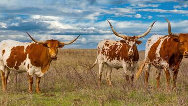Three longhorn cattle in a grassy field with a cloudy sky.