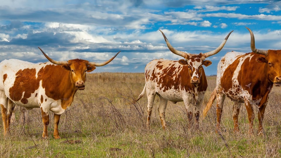 Three longhorn cattle in a grassy field with a cloudy sky.