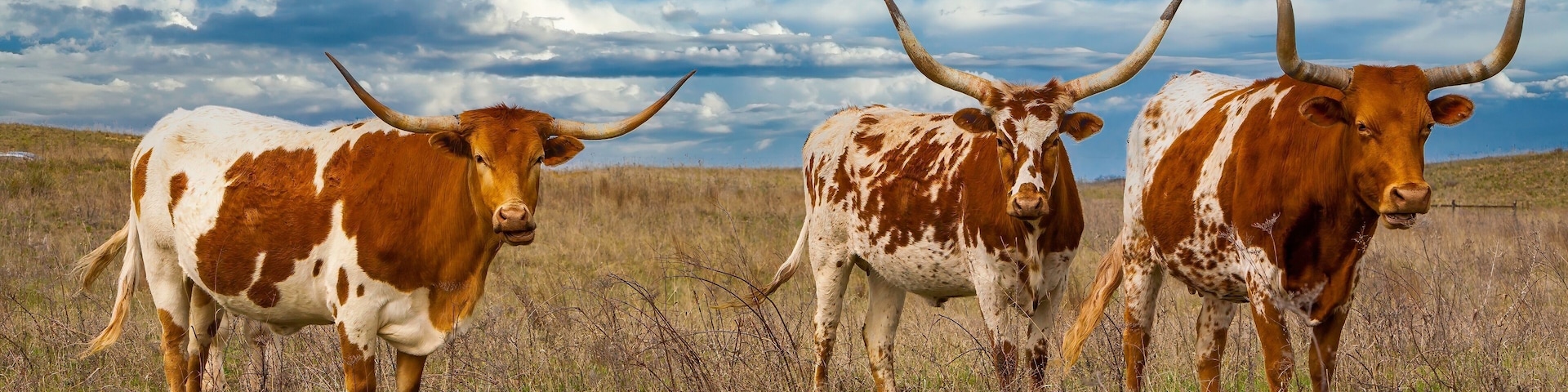 Texas longhorn cattle in range land on the Oklahoma panhandle, about 50 miles west of Woodward.