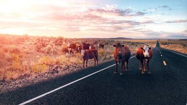 Open Range Cows on Oregon High Desert -(highway 20) #roadtrip #travel #adventure