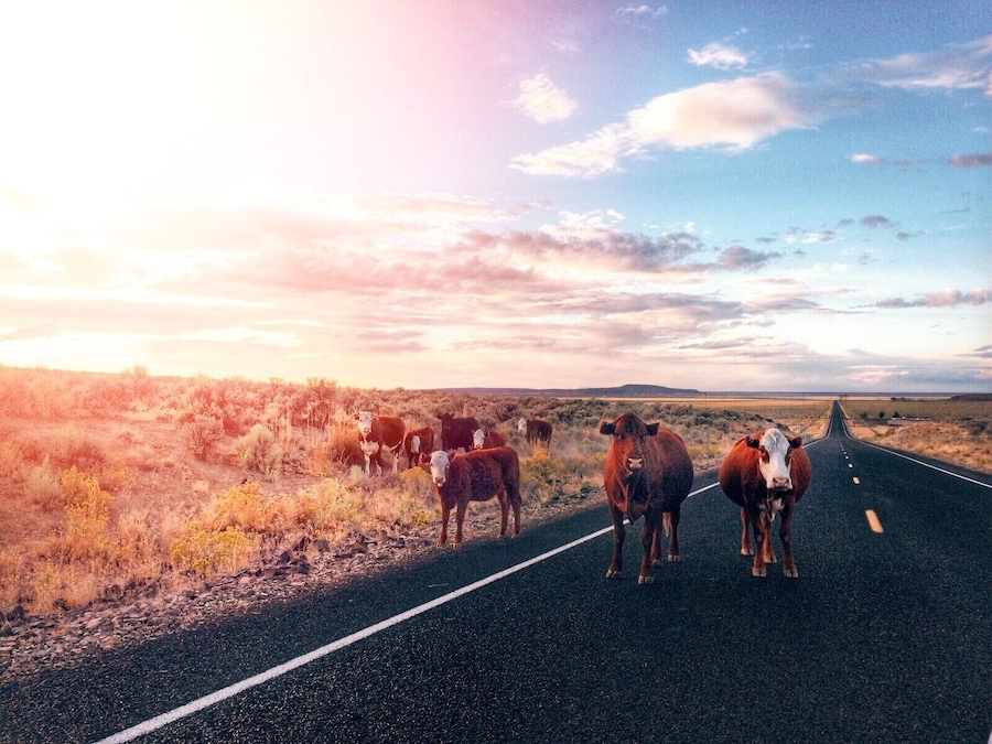 Open Range Cows on Oregon High Desert -(highway 20) #roadtrip #travel #adventure