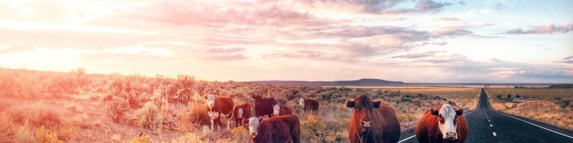 Open Range Cows on Oregon High Desert -(highway 20) #roadtrip #travel #adventure