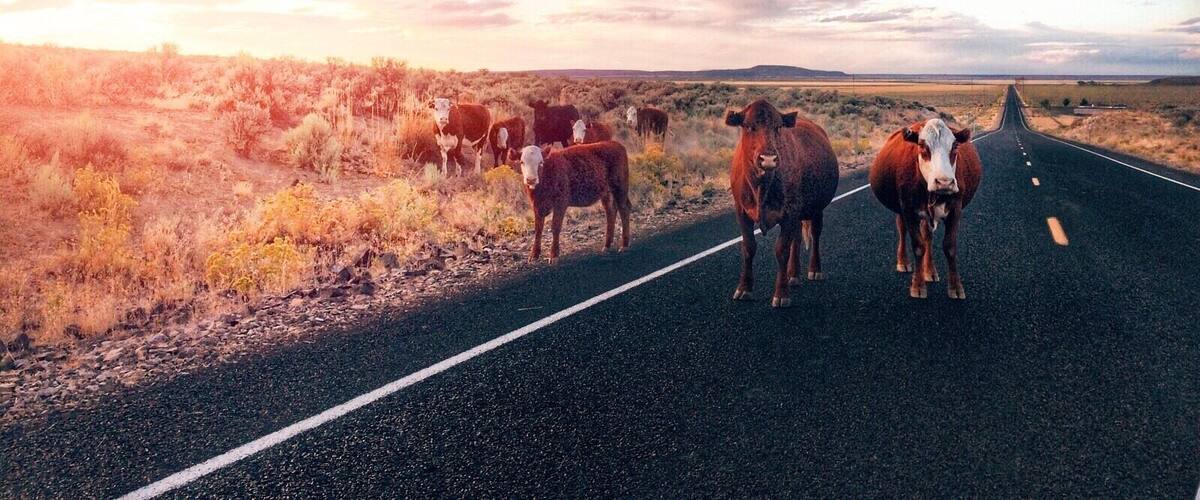 Open Range Cows on Oregon High Desert -(highway 20) #roadtrip #travel #adventure