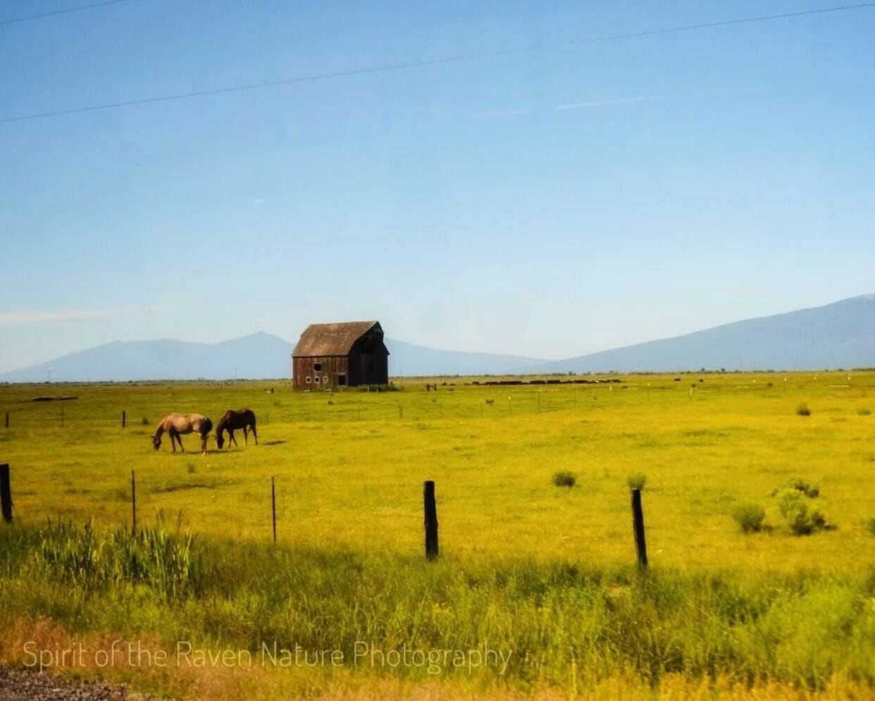 Just a quiet serene scene on the way to Crater lake.  Golden fields with a lone barn and some horses.  

#trovember 
#getoutside #outdoors 
#oregon 
#klamathfalls
#horses 
#barn
#farmland
#nature 
#exploremore